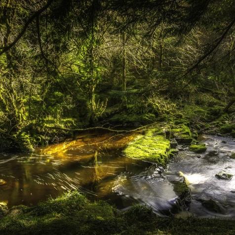 《超自然车旅》DLC揭秘：林中低语变神秘森林探险之旅