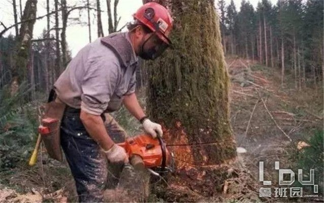 张家界荒野求生砍树引热议 官方回应：合法采伐证护航