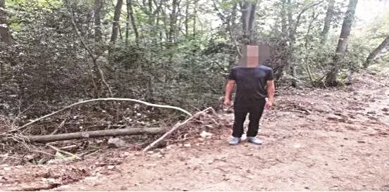 张家界荒野求生砍树引热议 官方回应：合法采伐证护航