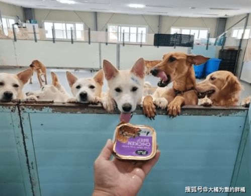 导盲犬泰山行引争议：网友质疑虐狗行为，关爱动物新思考