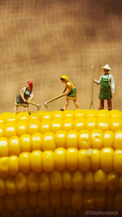 《粒粒探险记：揭秘小人国生活新奥秘》