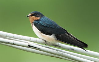 燕子滞留悲剧：东北大量燕子死亡，飞行能力丧失惊动网友