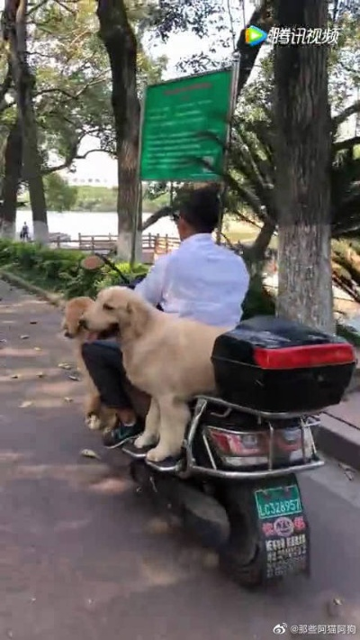 网红狗独骑电动车引众议，交警暂扣车辆引发新话题