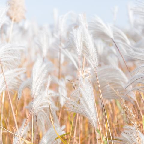 黄金鸟窝活动结束时间揭秘：三角洲行动黄金鸟窝活动即将落幕