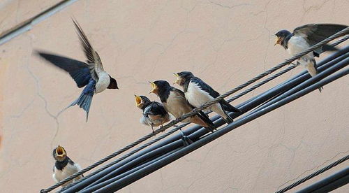 燕子滞留东北惨剧：大量燕子无法飞翔，紧急救援行动启动