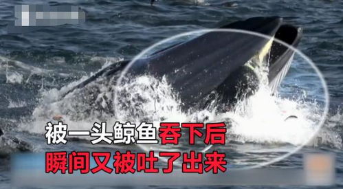 男子水下奇遇：鲨鱼吞相机构奇观，全程记录曝光！