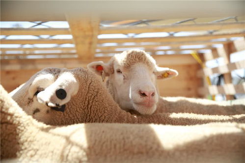 羊羊集结狂欢，牧犬守护新体验