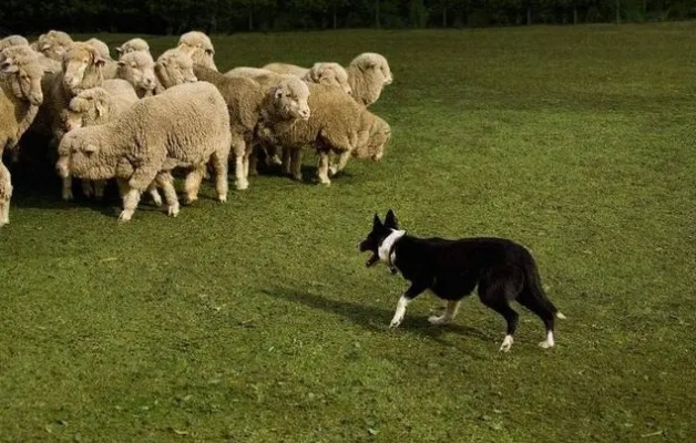 羊羊集结狂欢，牧犬守护新篇章