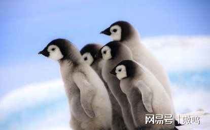 《鸭科夫企鹅捏脸秘籍大公开，解锁个性新潮流》