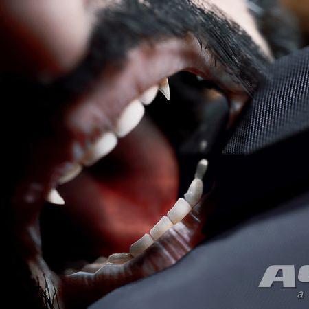 PS5版《吸血鬼避世血族2》价格揭晓，游戏性价比解析！