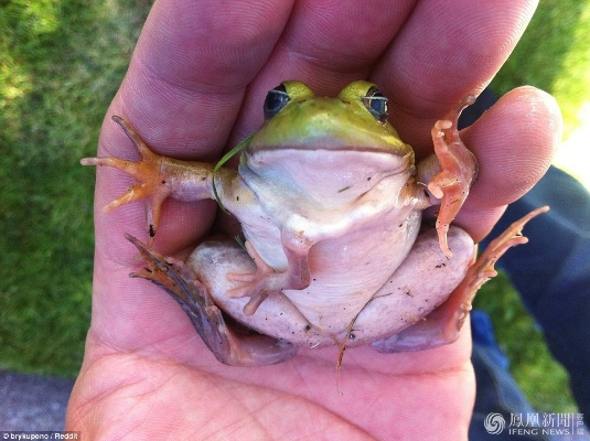 《绝对魔权》探秘：青蛙幼崽藏匿之地大揭秘