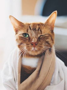 猫患强迫症，互动治愈新体验，《往左一点》评测：猫猫心理疗愈之旅