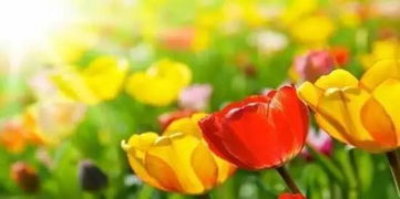 五色推理日常，纯爱花海绽放新篇章