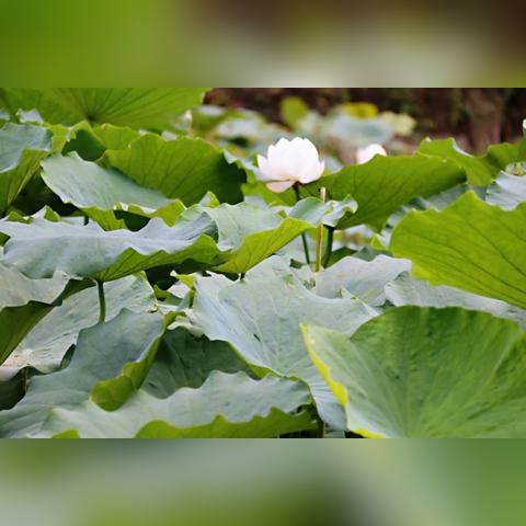 露营新体验，灵魂露营日！