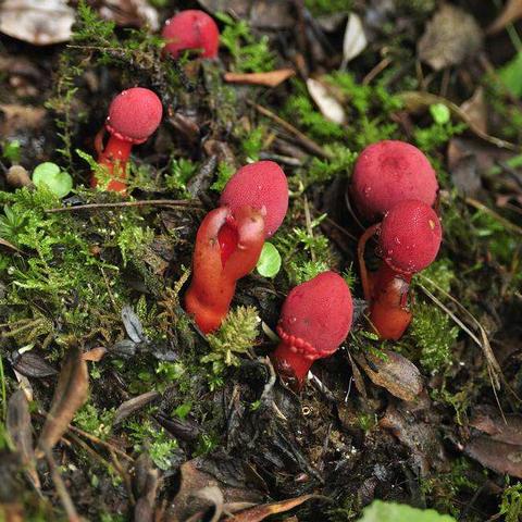 《密林传奇》评测：无友难寻爽点，社交新体验解锁