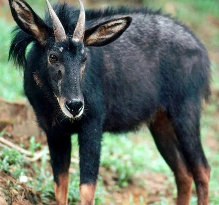 毛茸茸“四不像”评测：探秘《生化变种》独特魅力