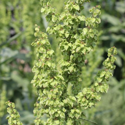 《羊蹄山之魂》高效刷忍钢攻略，解锁无限资源新技巧