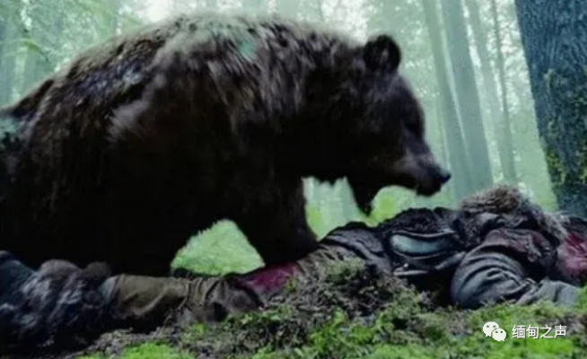 《羊蹄山探秘：亲俊熊人藏身之谜及悬赏攻略》