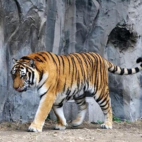 PS5版《食人鲨》评测：R级盛宴，畅享惊悚深海猎食新体验