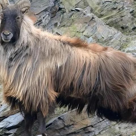 《羊蹄山之魂》武器全搜集攻略：一图览尽宝藏位置