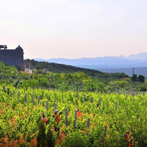 《宝可梦Z-A》葡萄园低模致敬《最终幻想14》新潮流