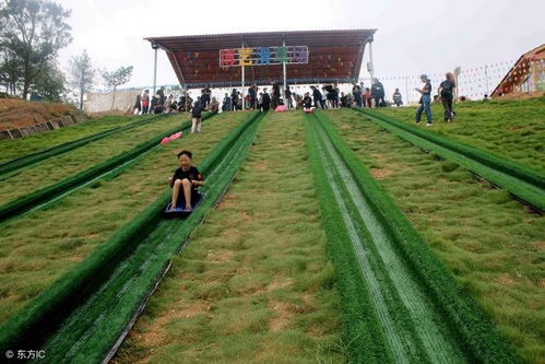 帕鲁农场探秘：绿色生态农业新体验