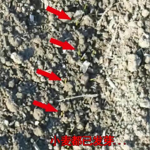 《哦耶！愤怒的死亡兔子》评测：偷拍揭秘，生死较量惊心动魄