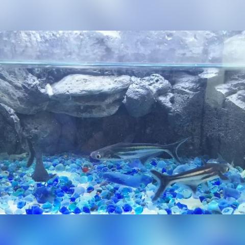 《乐高加勒比海盗:宝藏揭秘》畅玩体验新升级 《乐高加勒比海盗:宝藏揭秘》畅玩体验新升级