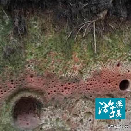 《空洞骑士丝之歌》爪镜攻略：探秘获取路径与独特技巧