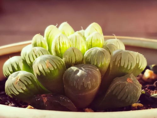 《丝之歌》格洛攻略：掌握全新技巧，轻松制胜！