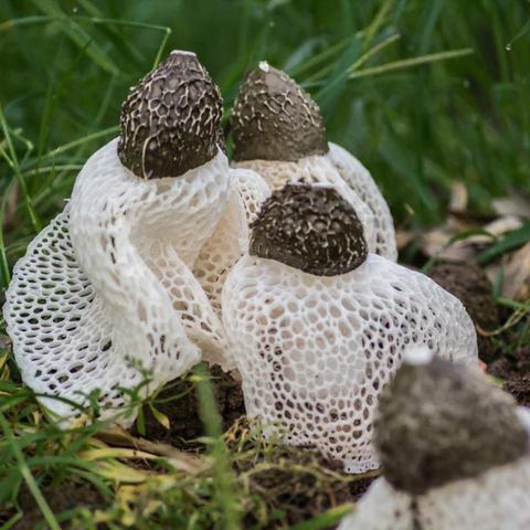 《空洞骑士丝之歌》蘑菇结局攻略：蘑菇先生见证点位置深度解析