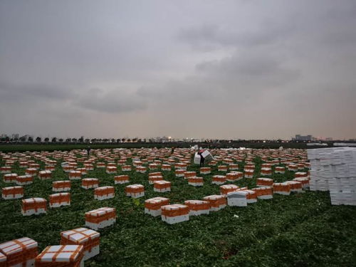 春播秋收，揭秘《风之繁华集市》四季作物黄金指南