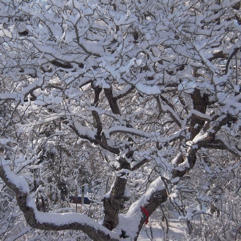 《牧场物语风之集市》宠物养成攻略：揭秘高效饲养技巧