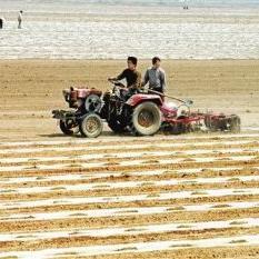 《风之繁华集市》农作物播种指南，成熟周期速查秘籍
