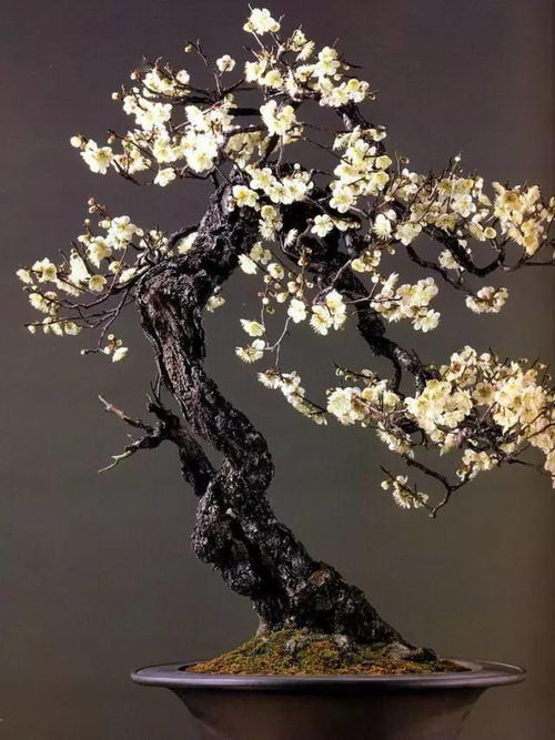 《超级机器人大战Y》版本差异揭秘，深度解析新价值点