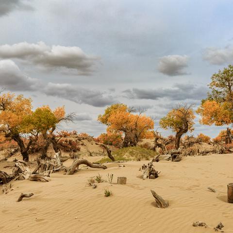 《千年之旅》2.0兑换码攻略：解锁神秘新价值