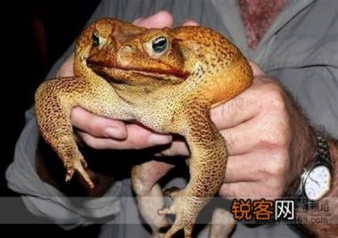 蛤蟆应对攻略：掌握捕捉技巧，超自然行动组必备秘籍