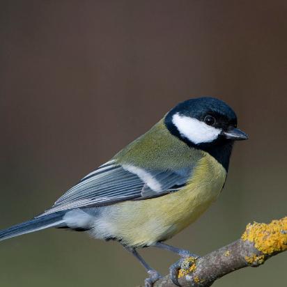 高效捕捉技巧揭秘：蜘蛛应对策略全解析