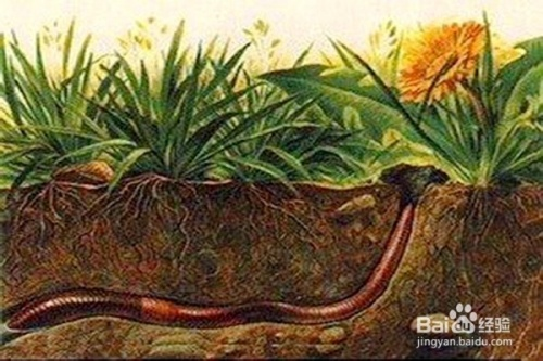 高效捕捉攻略：地龙应对与应对技巧解析