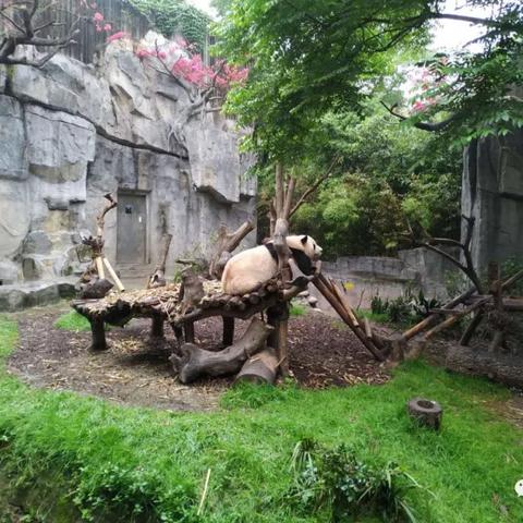 超自然行动组攻略：高效应对与捕捉小熊猫技巧揭秘