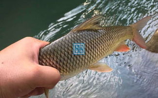 《猫猫钓游记》全鱼种图鉴揭秘：稀有区域分布攻略