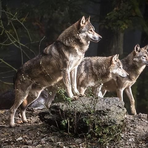 《饿狼传说群狼之城》NOCONSEQUENCE联动曲：揭秘新势力崛起战歌