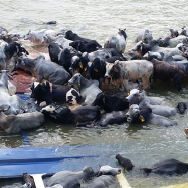 牧场养殖攻略：高效动物养殖新技巧