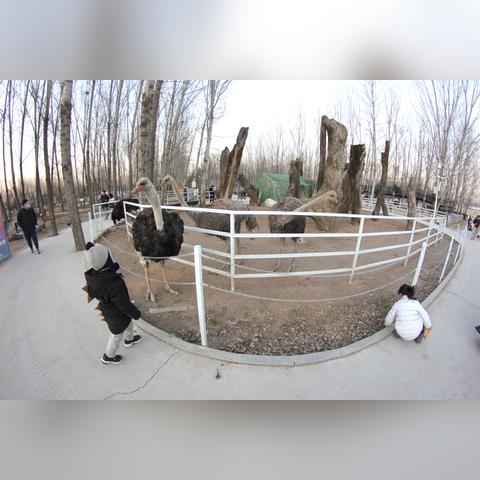 动物迷城揭秘：沉浸式玩法，趣味无限，体验新高度