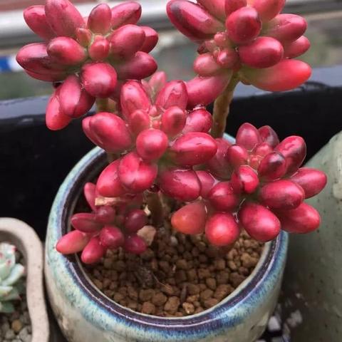 《穿越火线虹》新视角：揭秘CF新作极致视觉体验