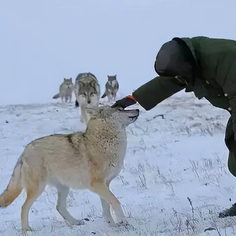 群狼之城揭秘：SCS饿狼传说新篇章