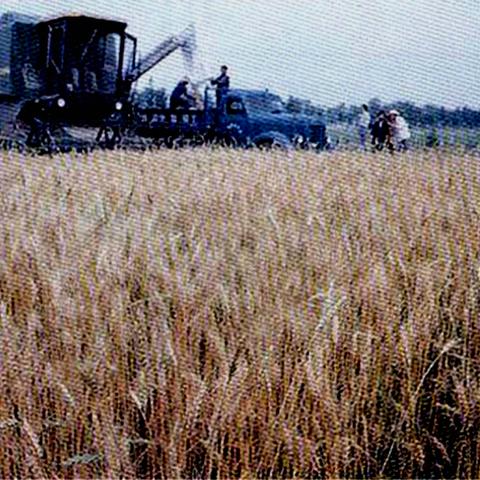 农场镇清图极限收益揭秘：全新价值攻略解析