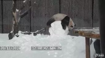 《明末渊虚之羽》雪堡熊猫商人藏匿之谜，探秘新价值！