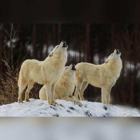 《饿狼传说群狼之城》SCS2025第八周巅峰对决，冠军幕后揭秘与价值分享