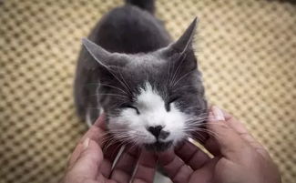 猫咪匠心打造，休闲经营新体验《喵喵工坊》Steam热力开张